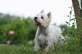 WESTIE 454